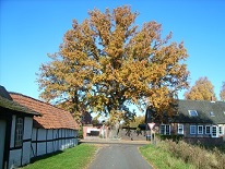 Baum